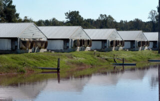 Waste lagoon and hog houses on a farm outside of Kinston.